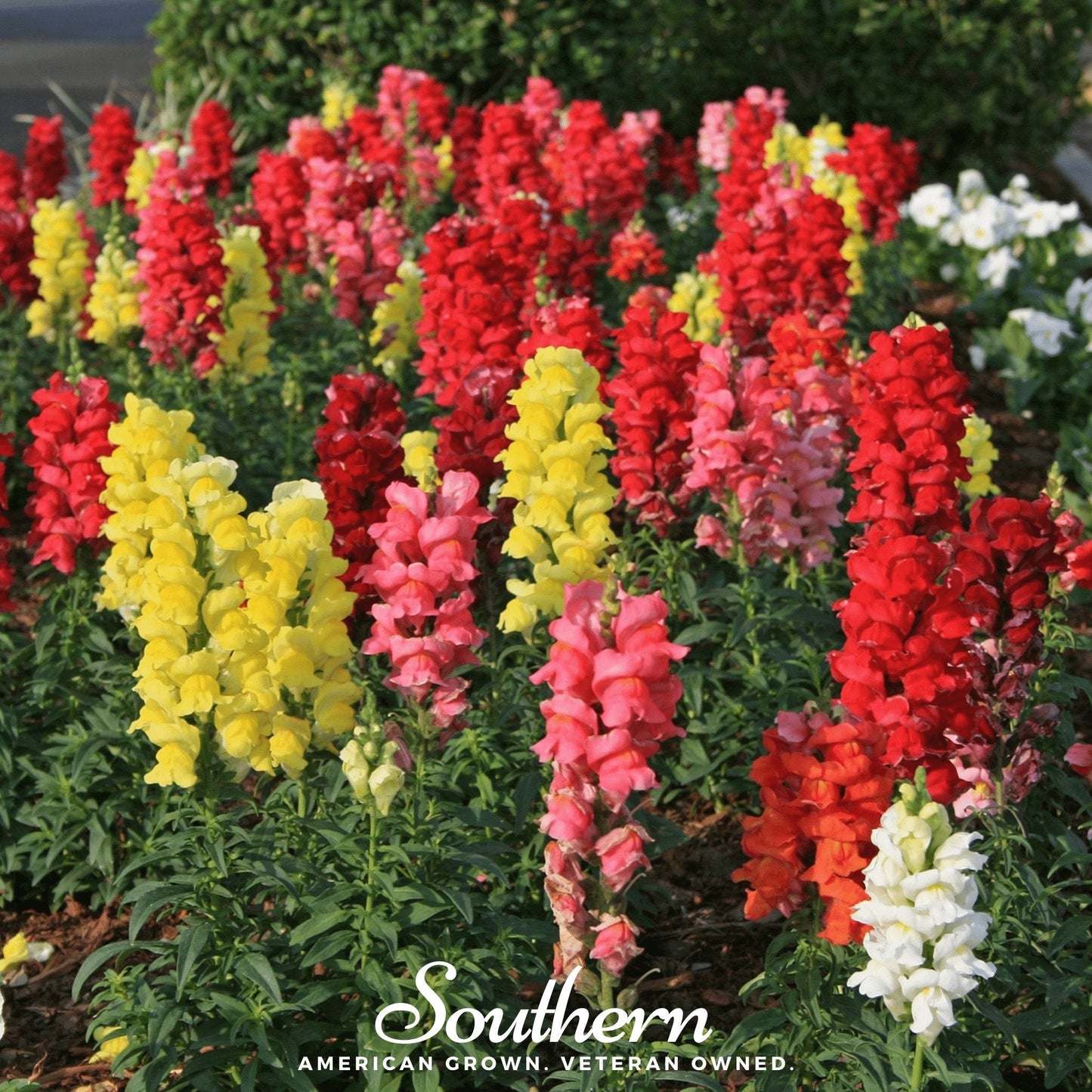 Colorful Tetra Snapdragon Mix flower seeds from Southern Seeds, showcasing vibrant blooms and seed packets for gardening.