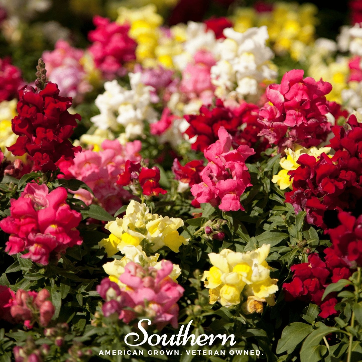 Tetra Snapdragon Mix flower seeds from Southern Seeds, showing colorful snapdragon blooms and seed packets for planting.