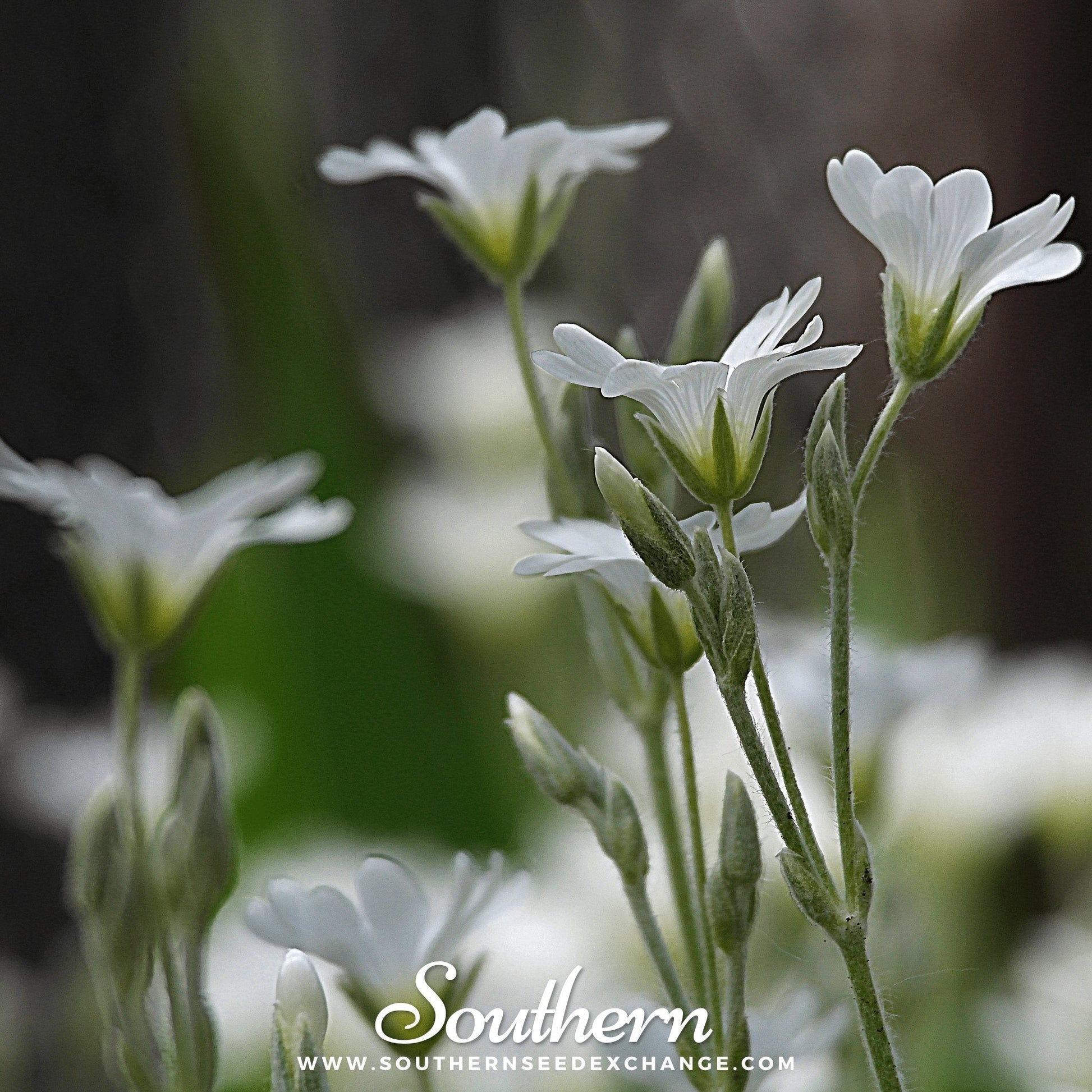 Cluster of Snow in Summer Chickweed (Cerastium biebersteinii) flowers with green foliage, 100 seeds by Southern Seeds.