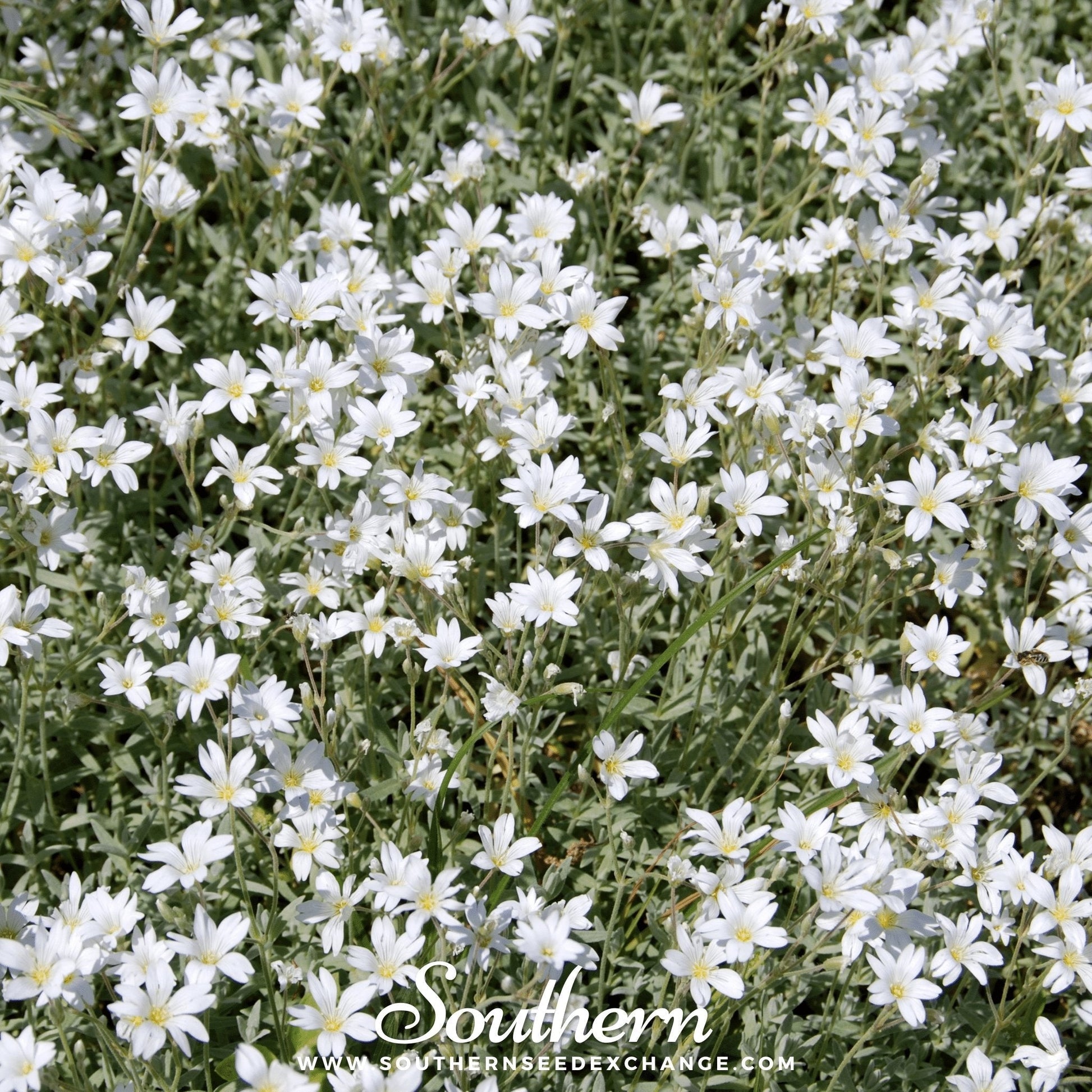 Snow in Summer Chickweed (Cerastium biebersteinii) 100 seeds from Southern Seeds, showing small white flowers and green foliage.