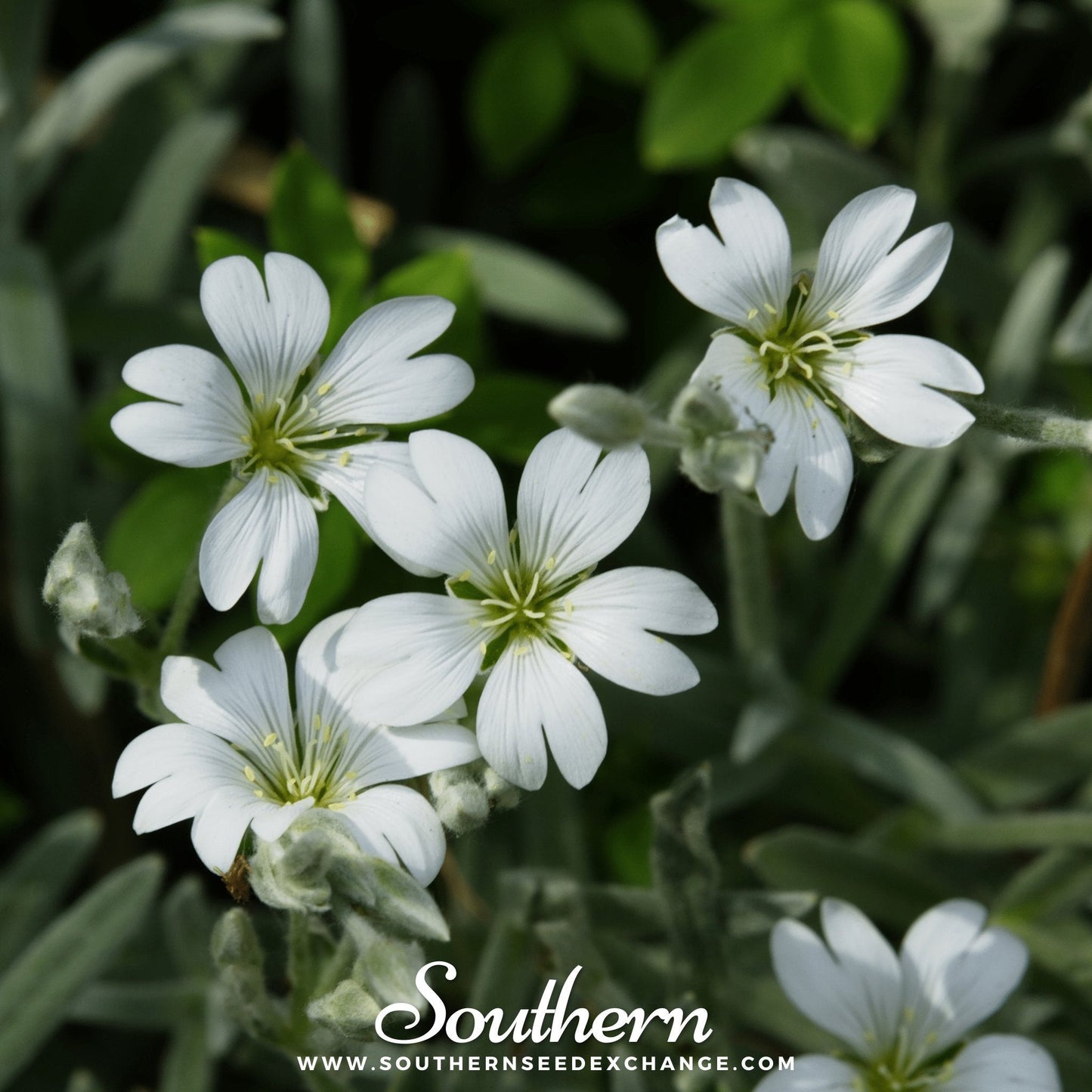 Snow in Summer Chickweed Cerastium biebersteinii 100 seeds from Southern Seeds, showing lush green foliage and white star-shaped flowers.