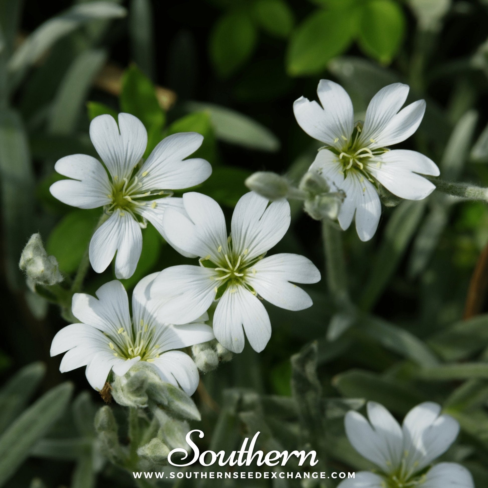 Snow in Summer Chickweed Cerastium biebersteinii 100 seeds from Southern Seeds, showing lush green foliage and white star-shaped flowers.