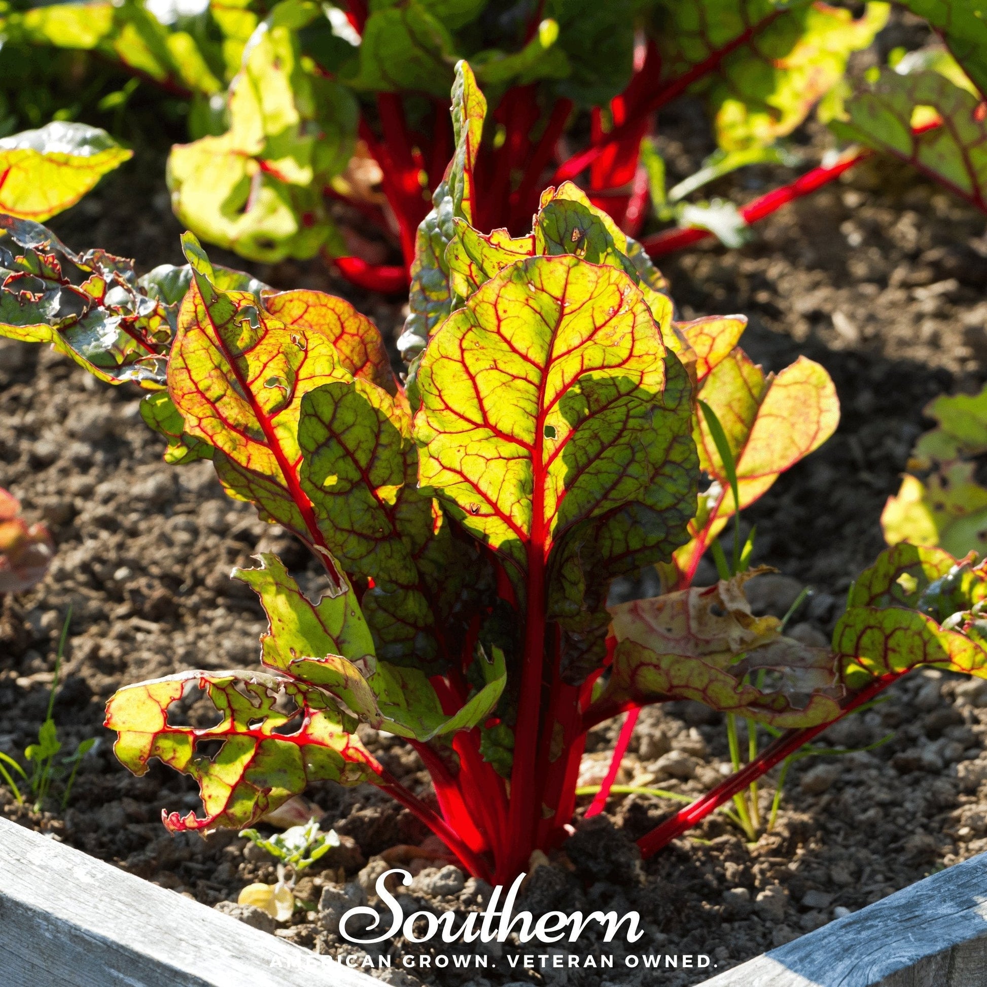 Red veined sorrel plant from Southern Seeds, showing vibrant red-veined green leaves and fresh growth.