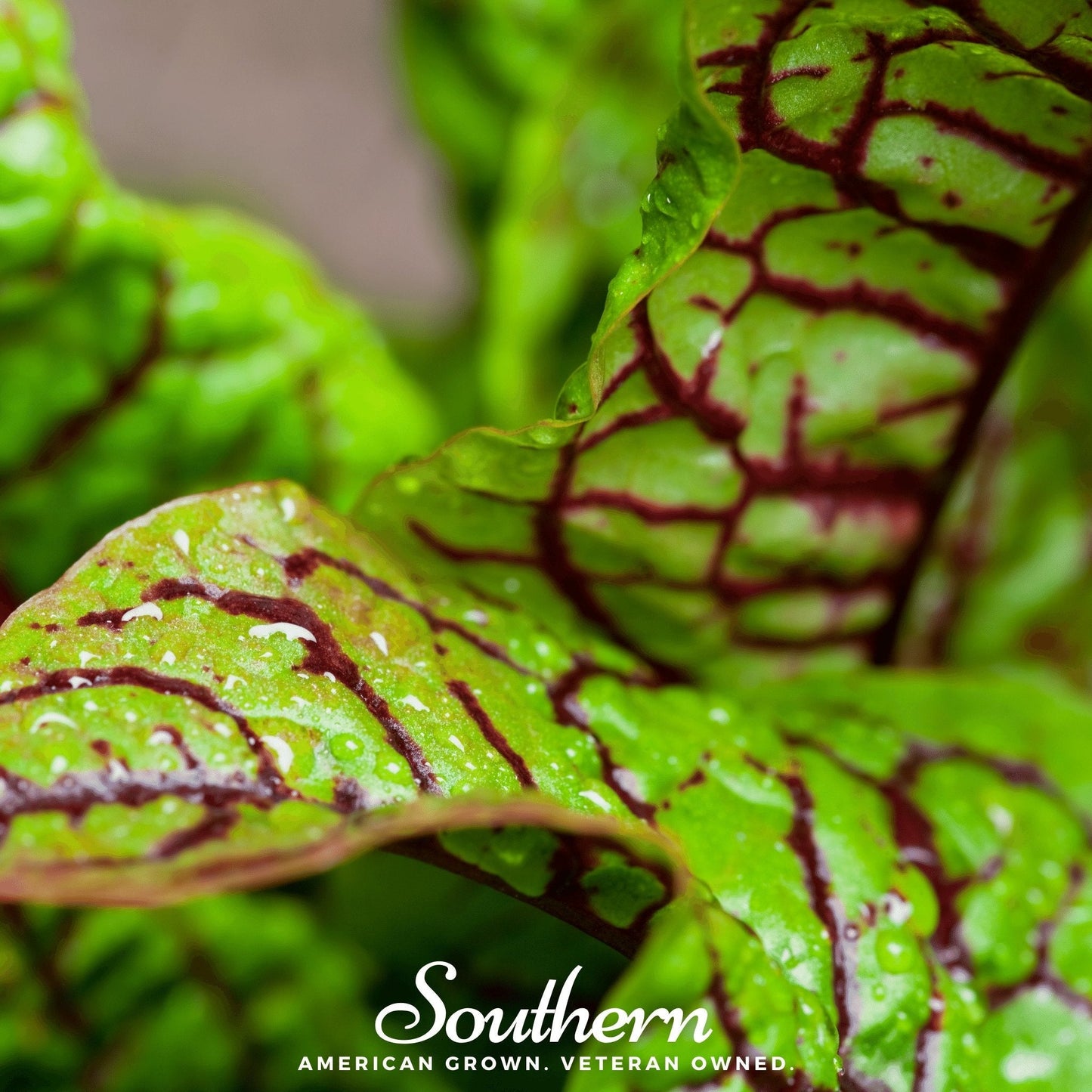 Red Veined Sorrel plant with vibrant red-veined green leaves, shown with 200 seeds from Southern Seeds.