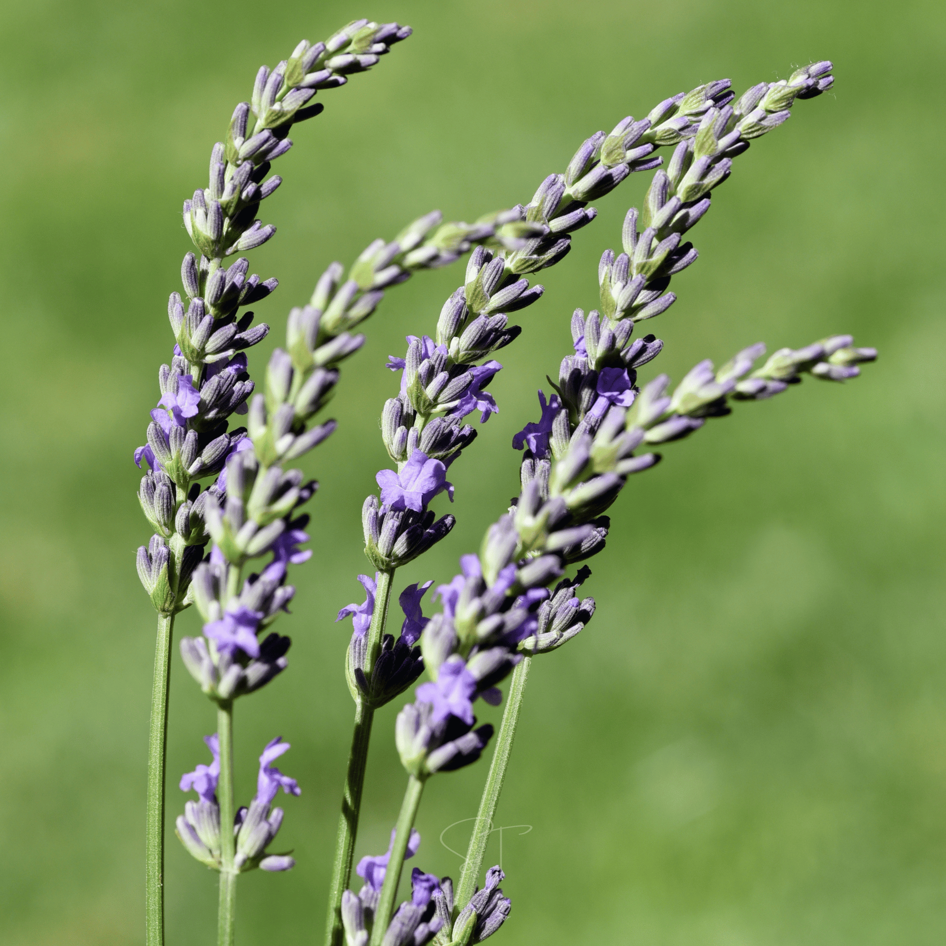Packet of Spike Lavender seeds from Southern Seeds, showcasing 100 seed packets for planting and gardening.