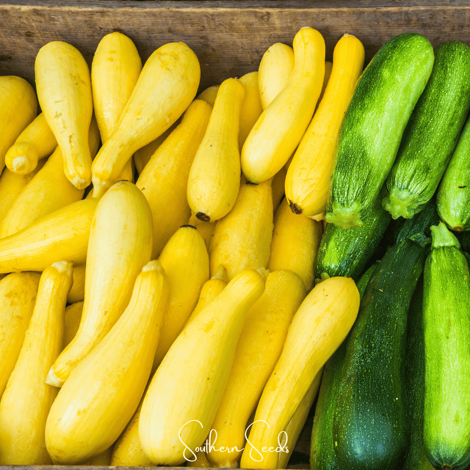 Early Prolific Straightneck Squash seeds by Southern Seeds, showing vibrant green squash seeds ready for planting.