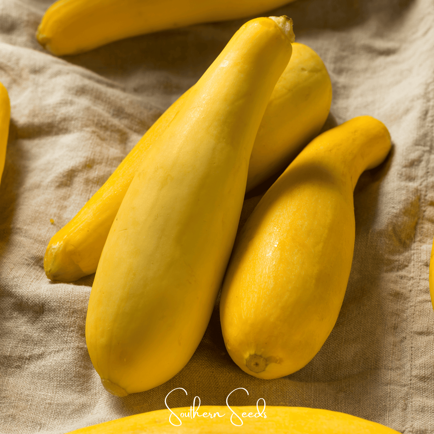 Early Prolific Straightneck Squash seeds by Southern Seeds, showing vibrant squash seeds ready for planting.
