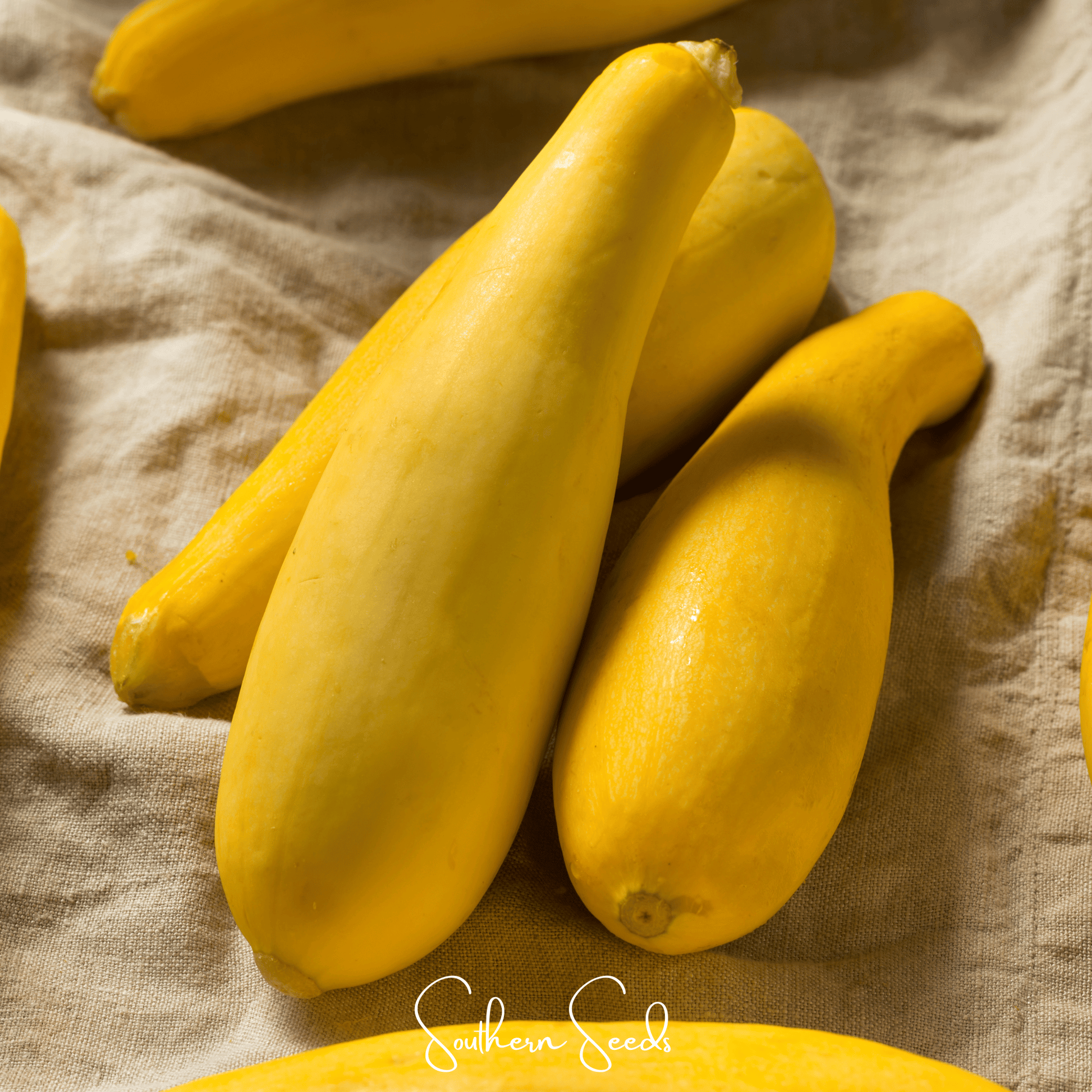 Early Prolific Straightneck Squash seeds by Southern Seeds, showing vibrant squash seeds ready for planting.