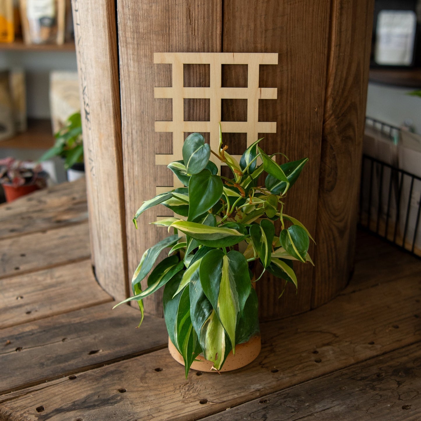 Still Magnolia plant trellis grid for supporting climbing plants, made of sturdy material, suitable for garden or outdoor use.