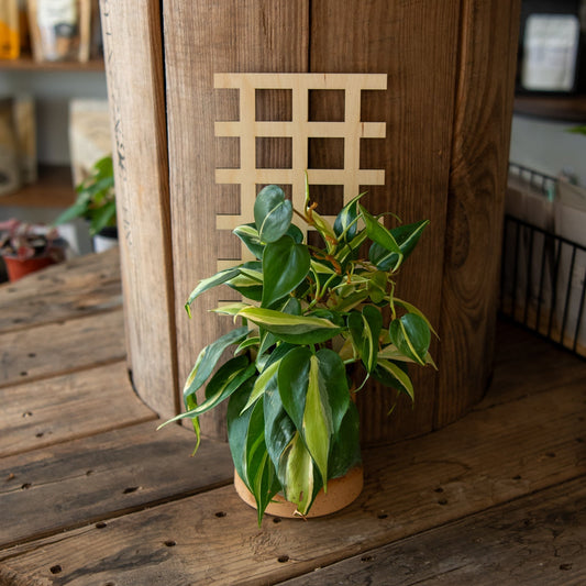 Still Magnolia plant trellis grid for supporting climbing plants, made of sturdy material, suitable for garden or outdoor use.