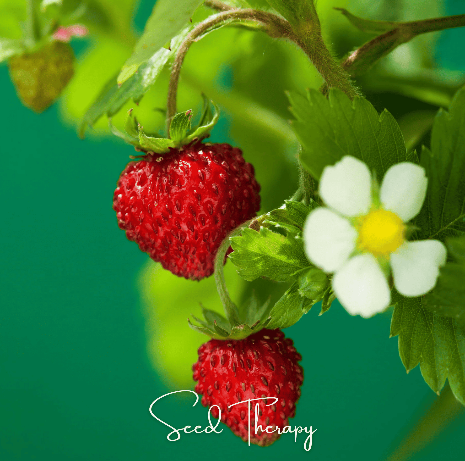 Wild Red Strawberry plant from Southern Seeds, showing vibrant wild strawberry fruits and green foliage.