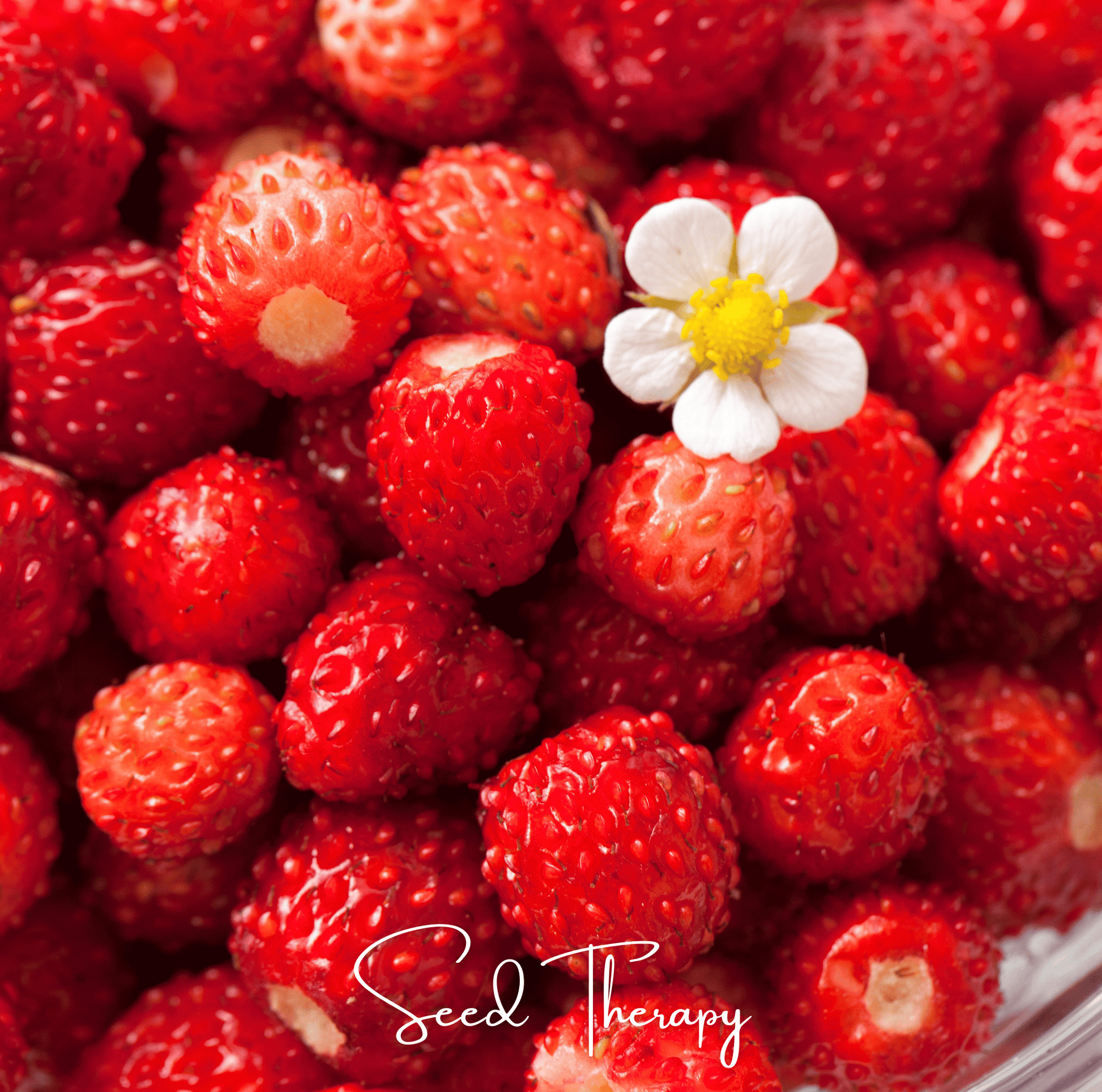 Wild Red Strawberry plant with lush green foliage and ripe red strawberries, from Southern Seeds' 200 seed packet.