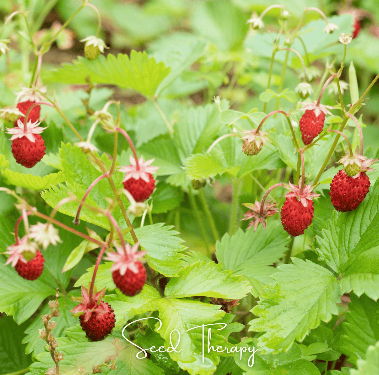 Wild Red Strawberry plant with ripe strawberries, from Southern Seeds, showcasing 200 seeds for planting.