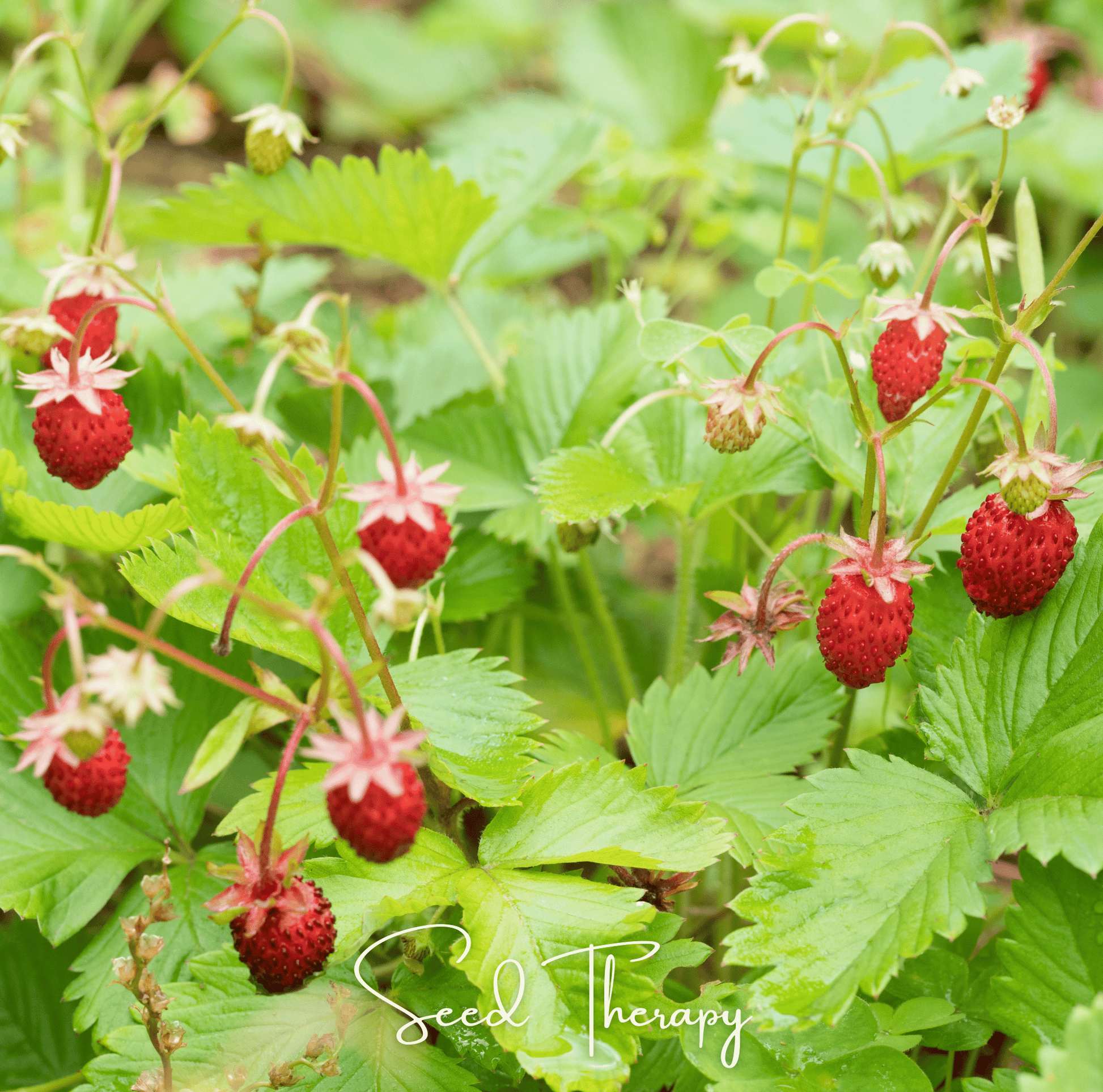 Wild Red Strawberry plant with ripe strawberries, from Southern Seeds, showcasing 200 seeds for planting.
