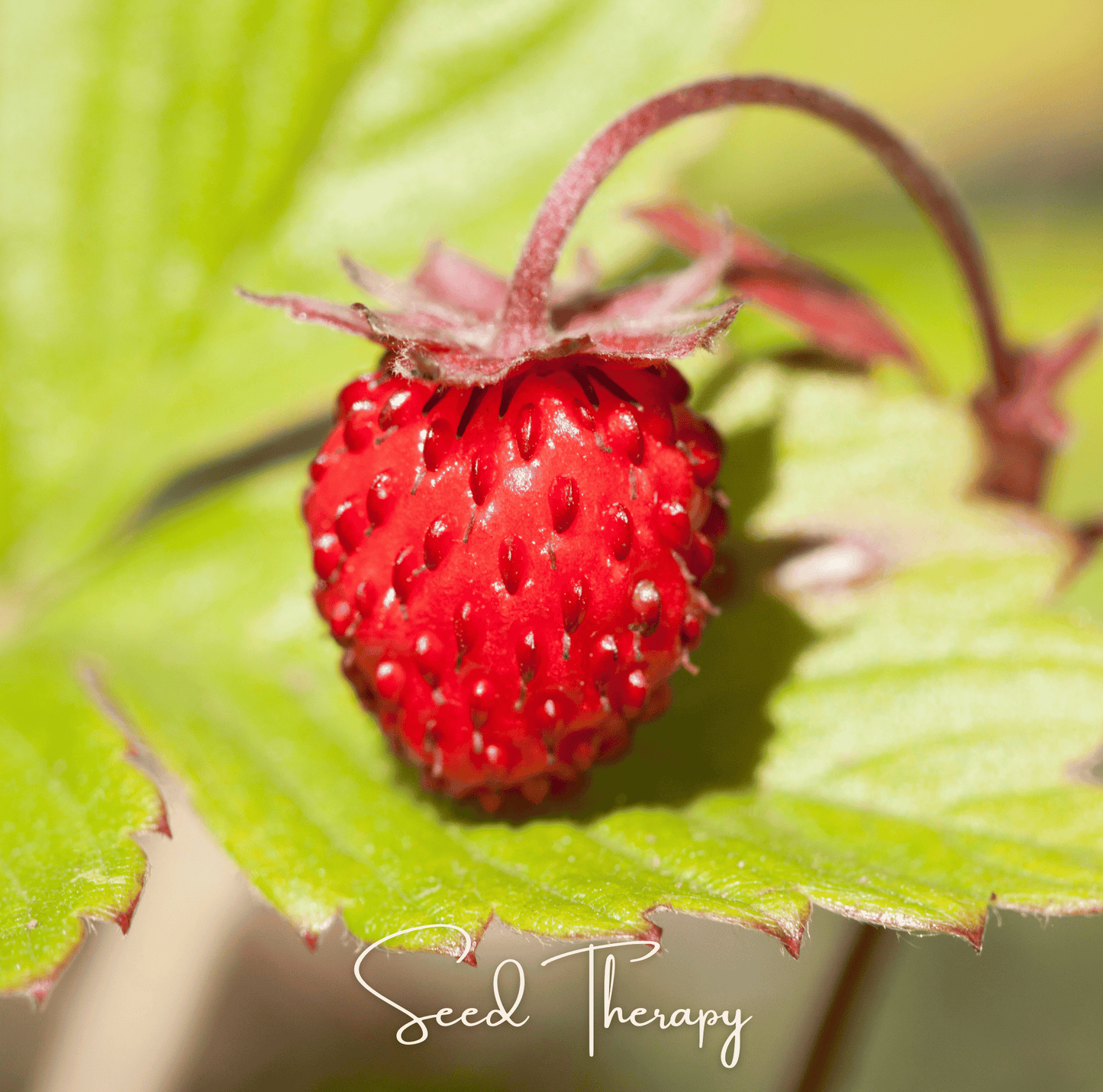 Wild Red Strawberry plant with vibrant berries, 200 seeds from Southern Seeds, showcasing fresh, ripe strawberries on the plant.