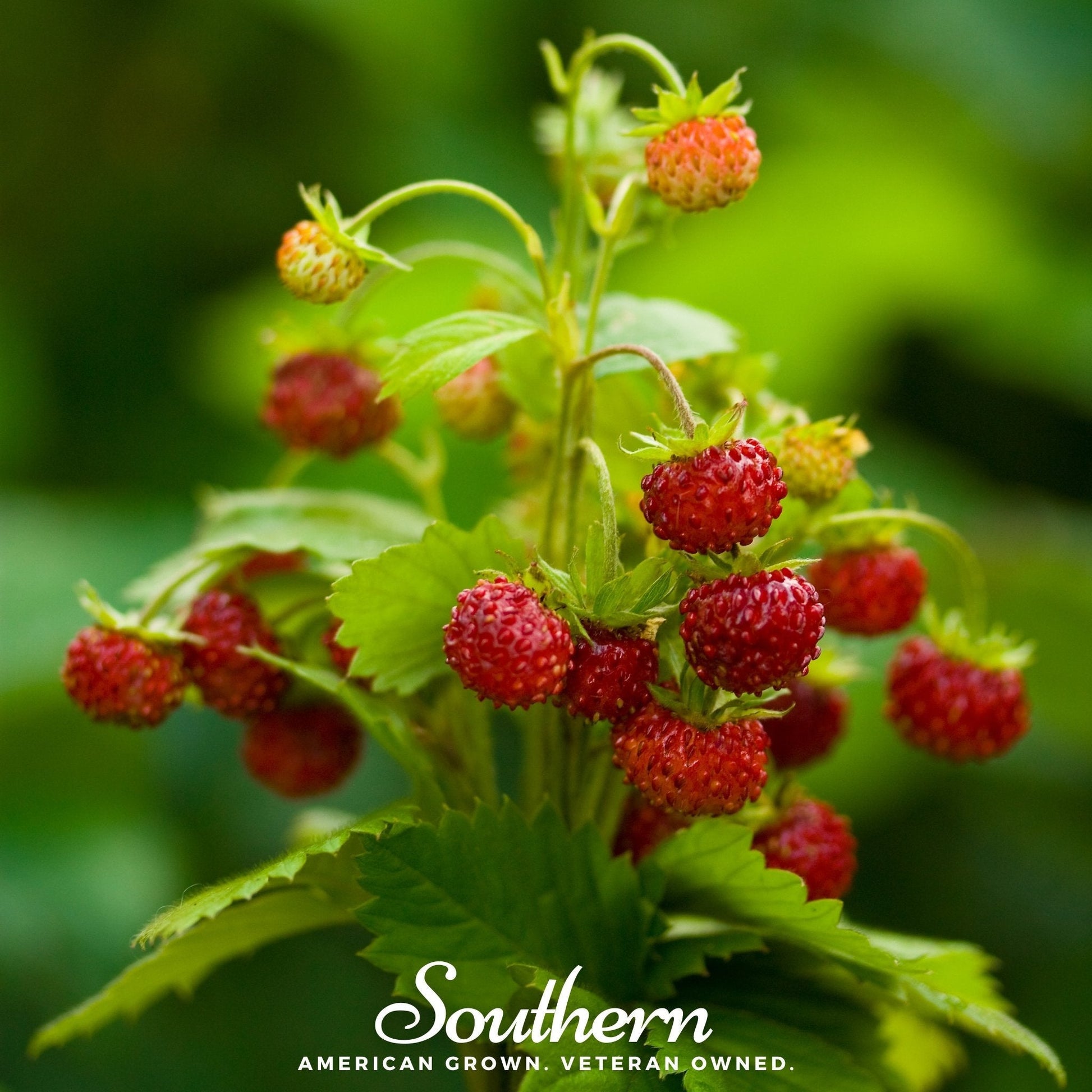 Wild Red Strawberry plant by Southern Seeds, showing lush green leaves and ripe red strawberries ready for harvest.