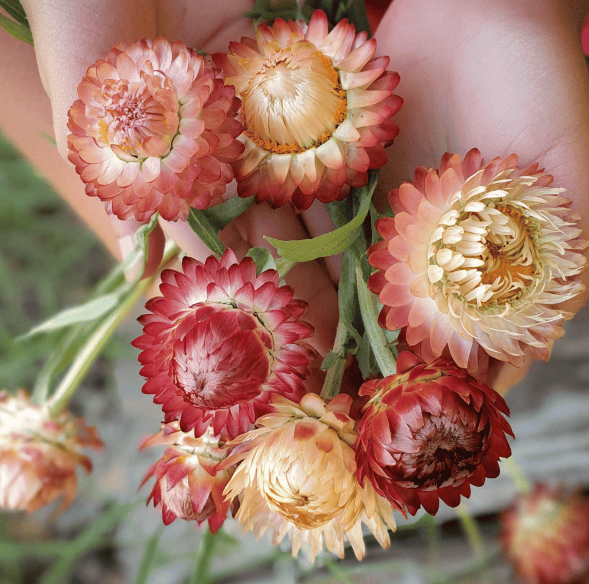 Packet of Southern Seeds Apricot Peach Strawflower seeds showing vibrant orange and peach-colored flower images.