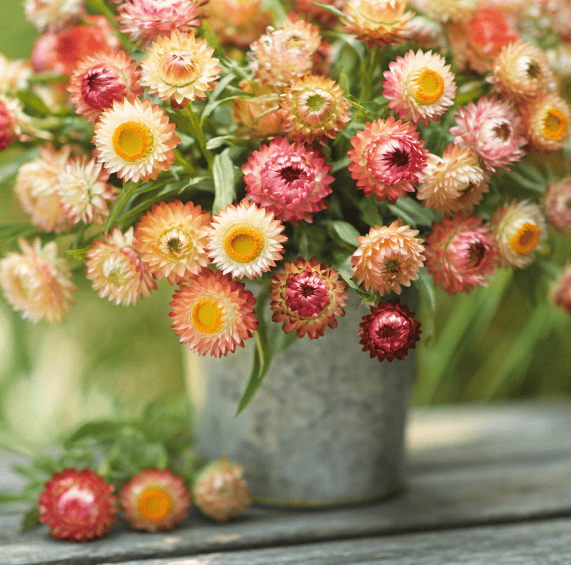 Apricot Peach Strawflower seeds from Southern Seeds, showing a packet of Xerochrysum bracteatum seeds for planting.
