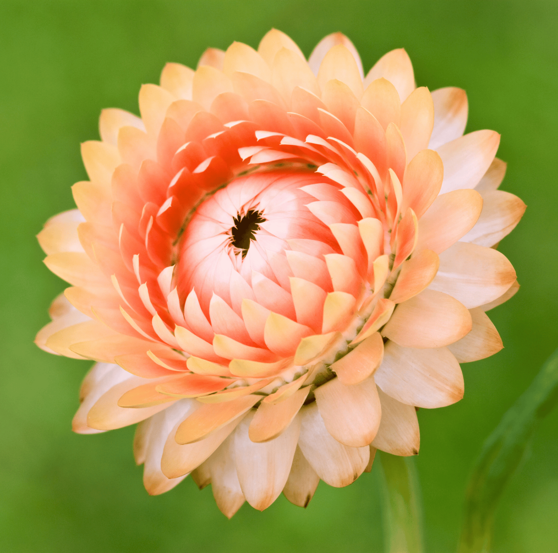 Apricot Peach Strawflower seeds from Southern Seeds, small seed packet with dried strawflower blooms for gardening.