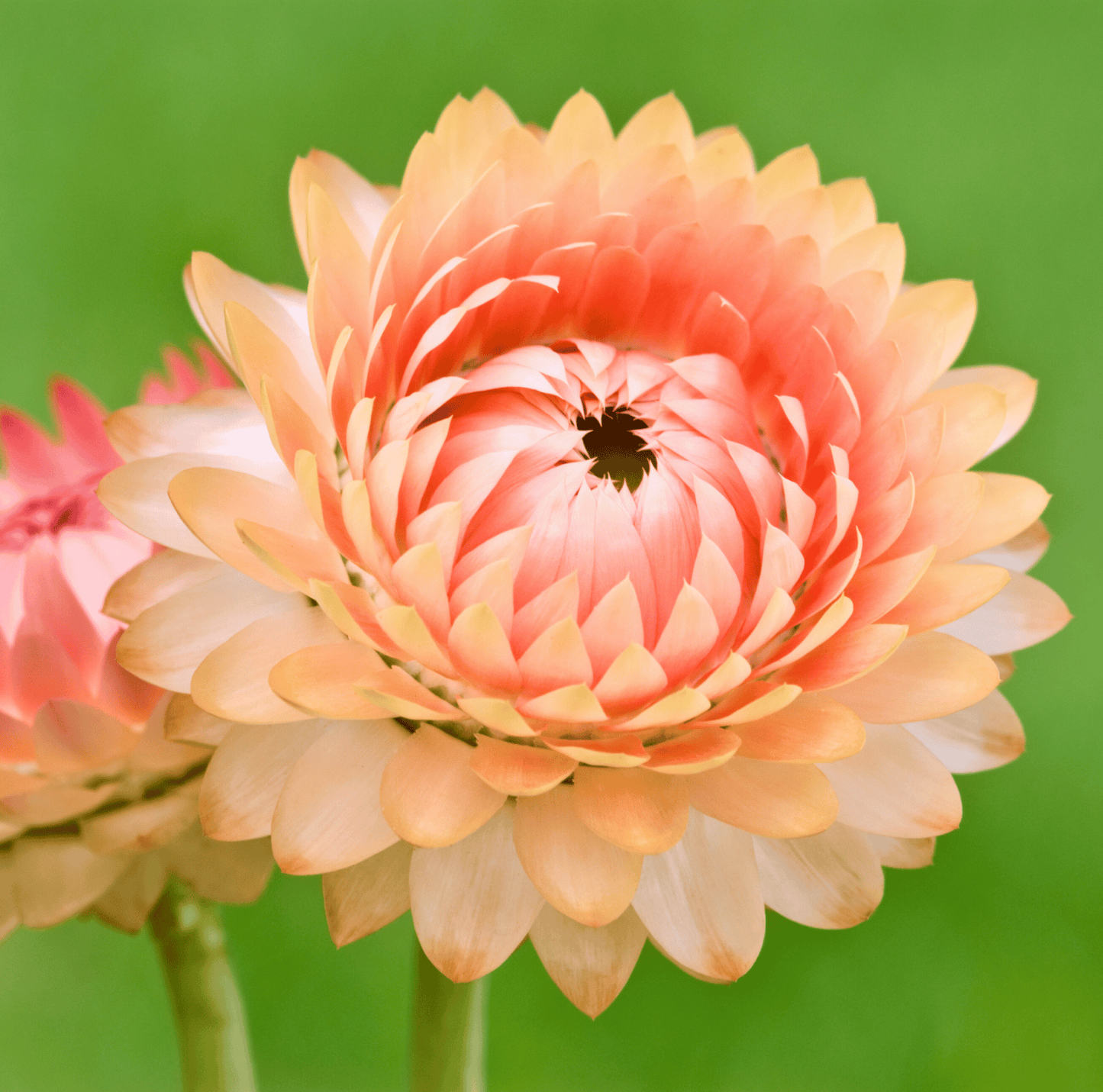 Apricot Peach Strawflower seeds from Southern Seeds, showing a seed packet with colorful strawflower blossoms and 25 seed packets