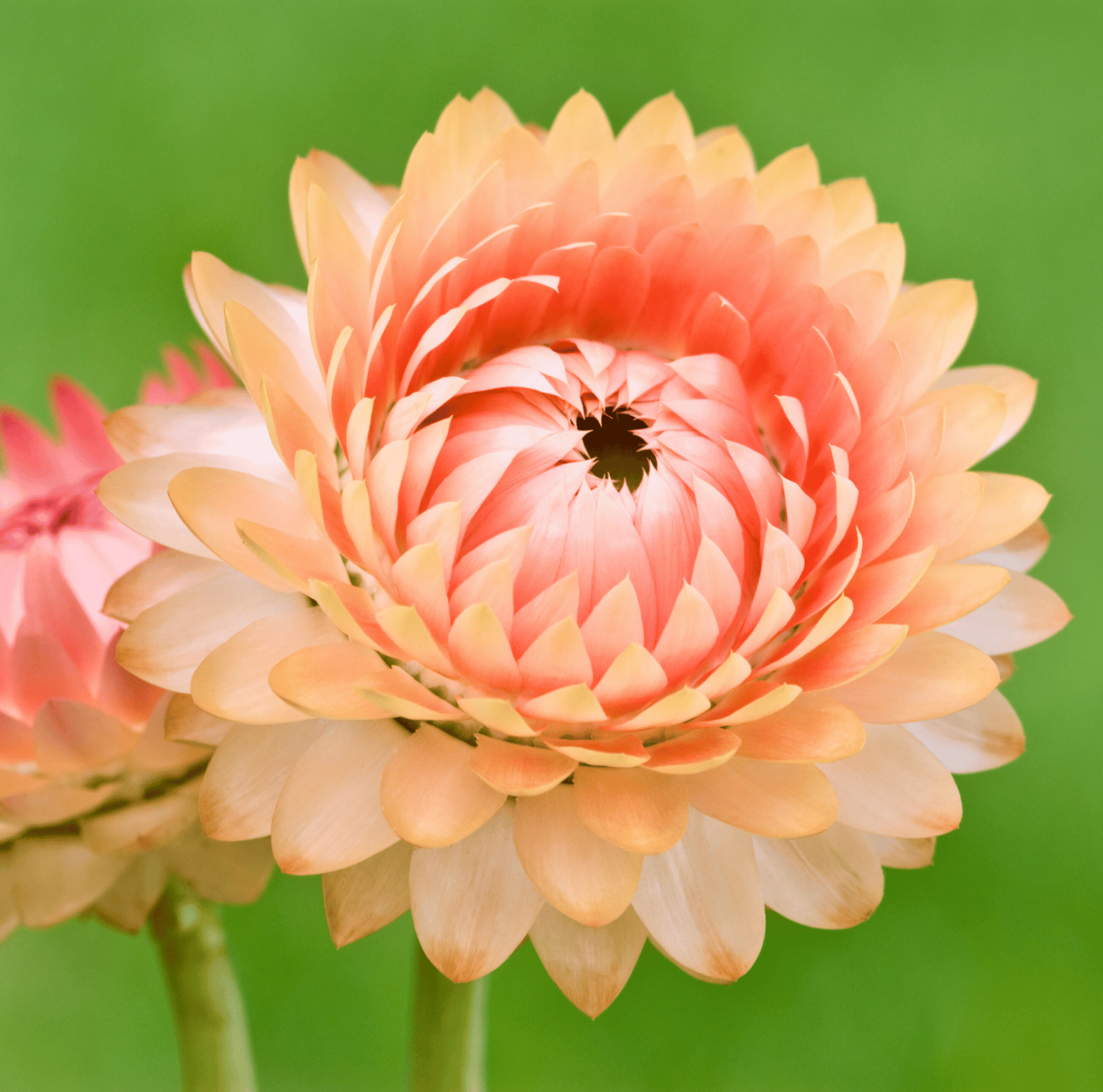 Apricot Peach Strawflower seeds from Southern Seeds, showing a seed packet with colorful strawflower blossoms and 25 seed packets