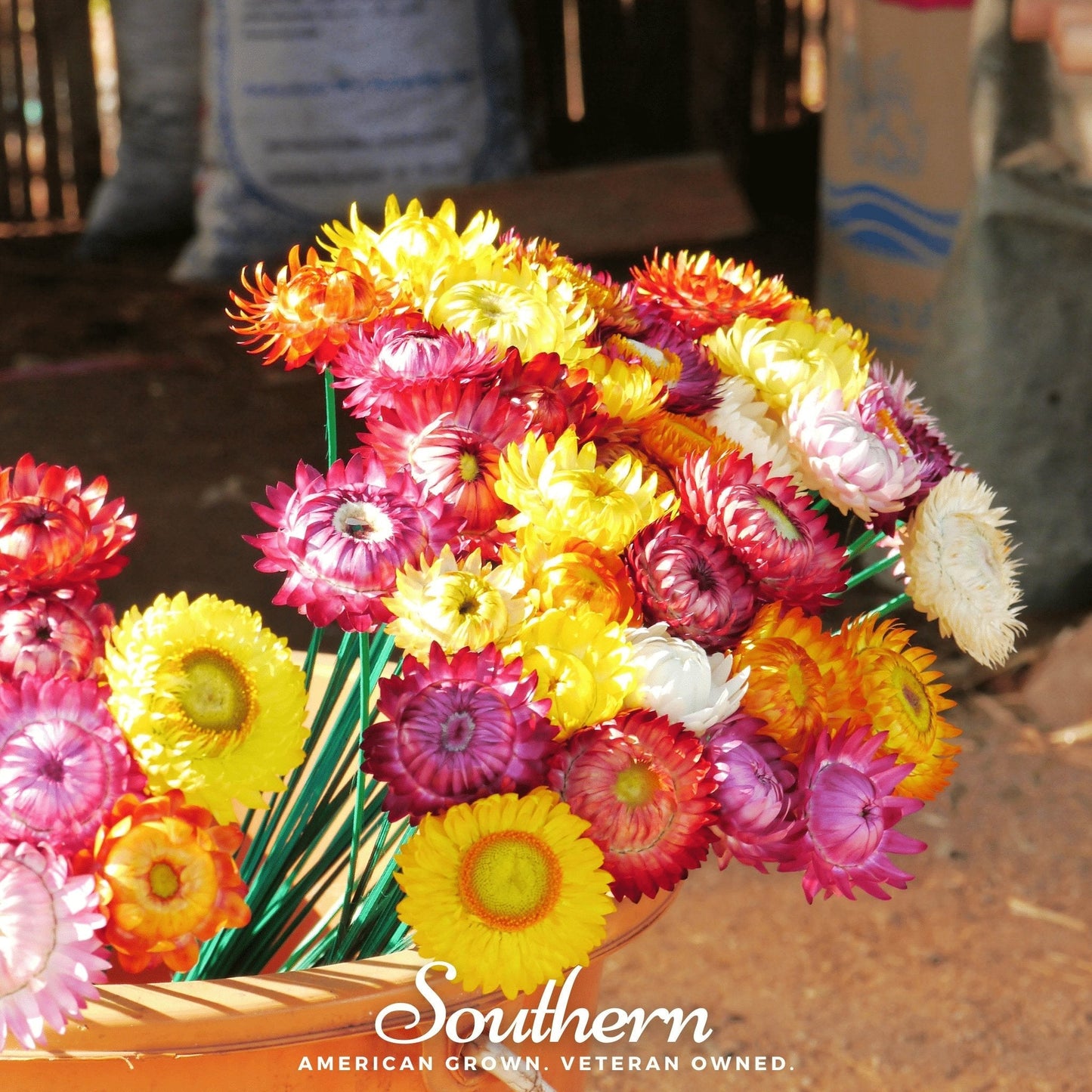 Strawflower Mix seeds from Southern Seeds, featuring colorful blooms of Helichrysum bracteatum, displayed in the image.