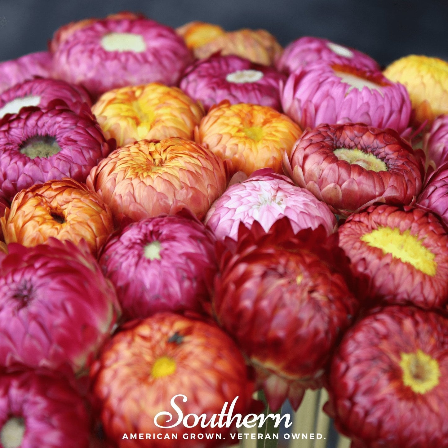 Mixed strawflower seeds from Southern Seeds, showing vibrant blooms and seed packets for planting and garden decoration.