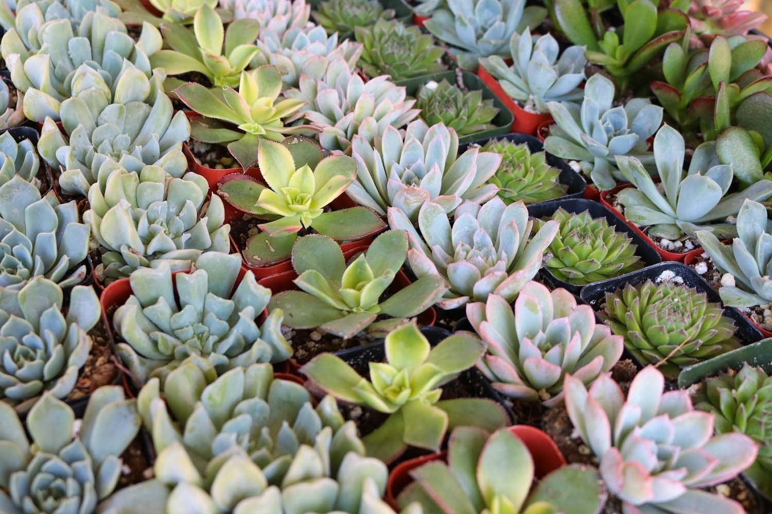 Small 2-inch wedding favor succulents from The Succulent Source, perfect for event gifts and bulk wedding favors.