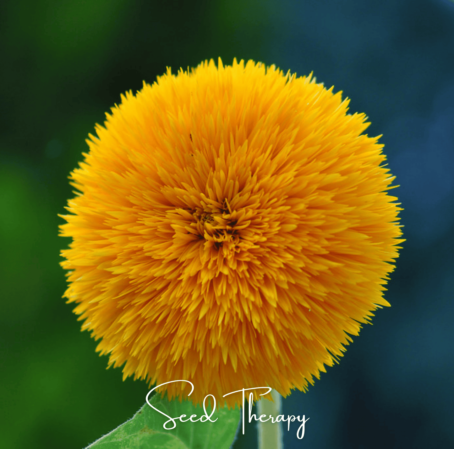 Giant Sungold Sunflower seed packet by Southern Seeds, featuring vibrant sunflower illustration and 25 seeds for planting.