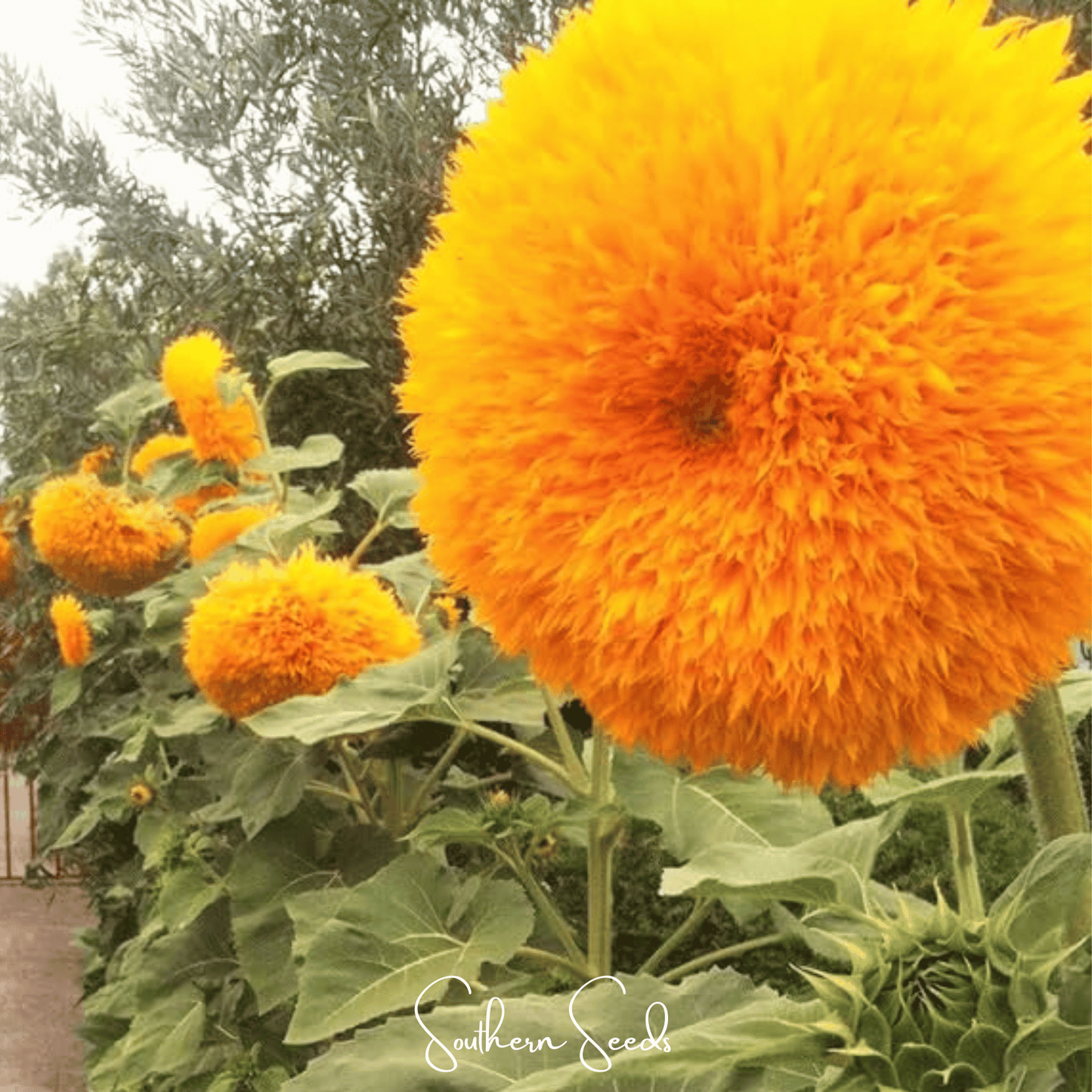 Giant Sungold sunflower seeds from Southern Seeds, showing large sunflower flower and green leaves on a sunny background.