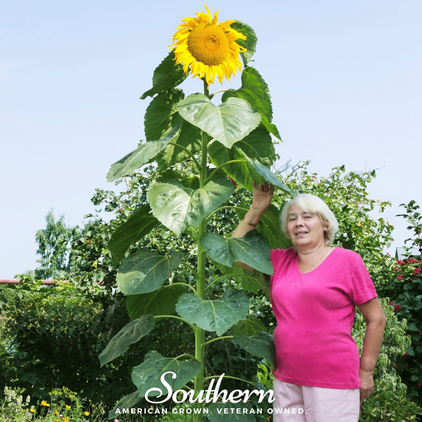 Sunflower Skyscraper by Southern Seeds with tall, vibrant yellow blooms and green foliage, shown with 25 seeds in the image.