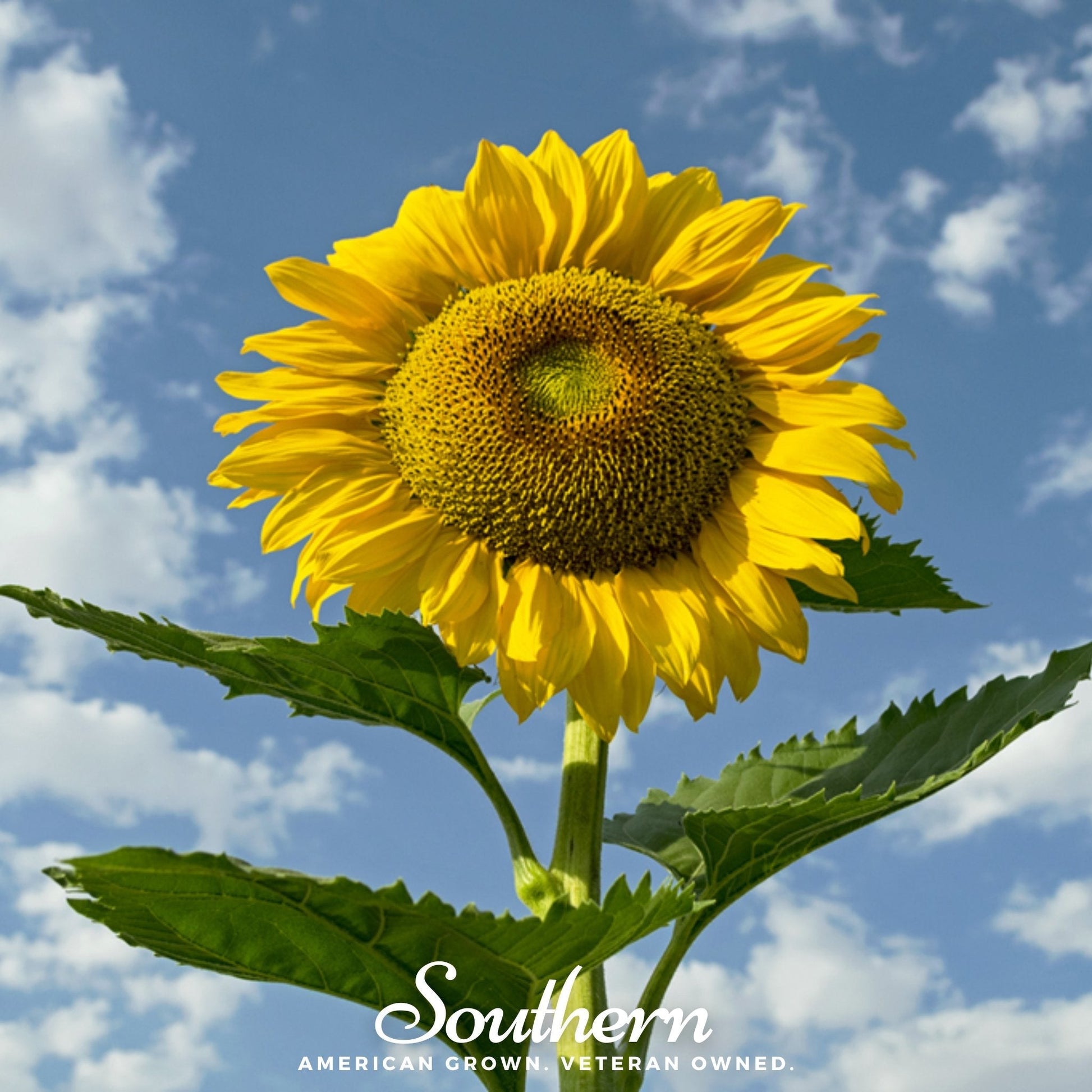 Sunflower Skyscraper by Southern Seeds with bright yellow petals and tall sturdy stem, 25 seeds in the image.