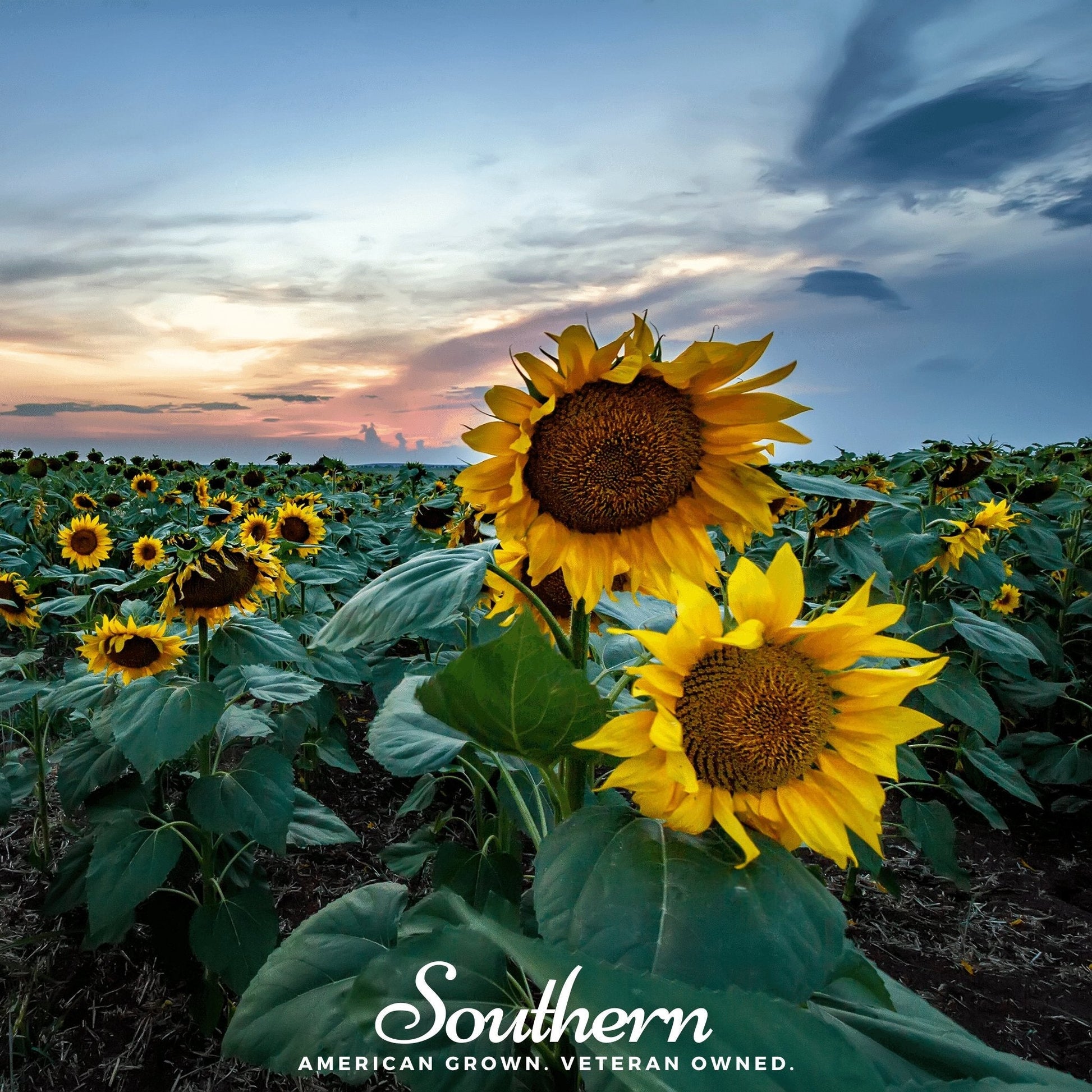 Sunflower Skyscraper by Southern Seeds with tall, vibrant yellow blooms and lush green leaves, shown close-up of the plant.
