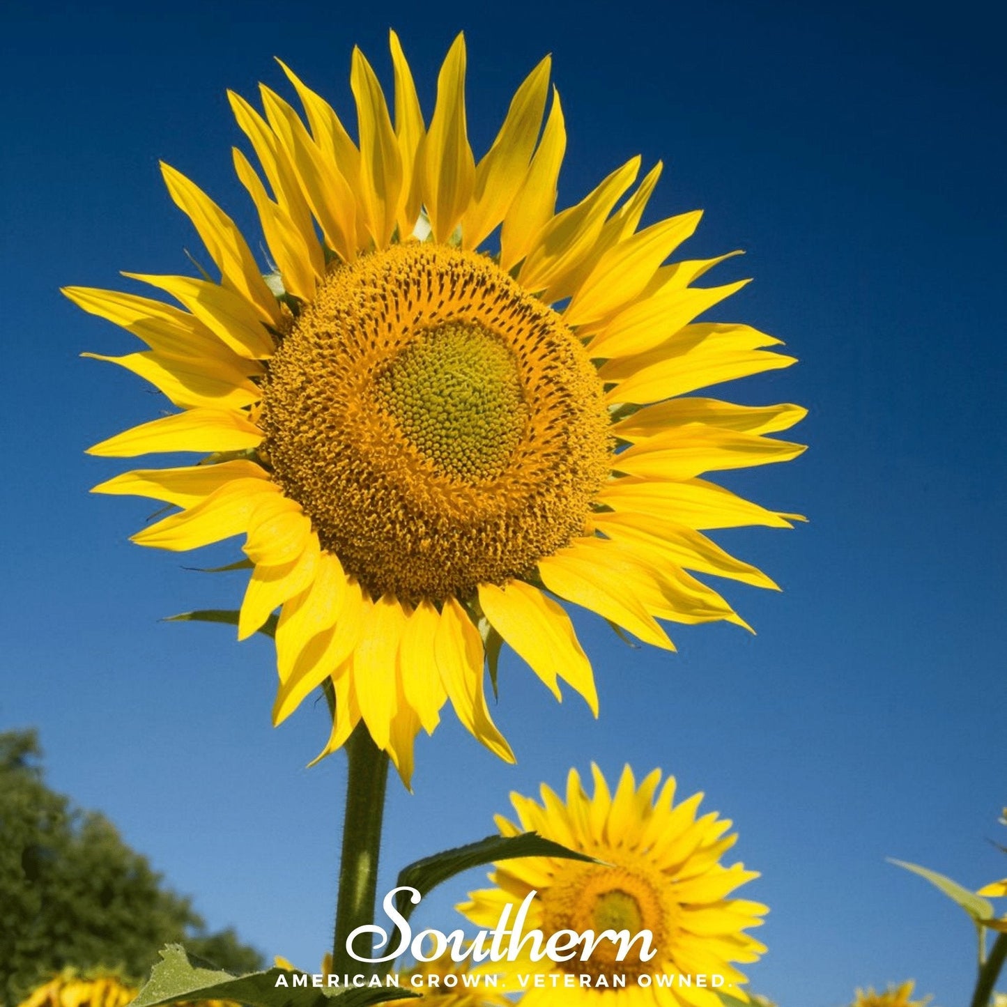 Sunflower Skyscraper variety from Southern Seeds with vibrant yellow petals and tall green stems, shown with 25 seeds.