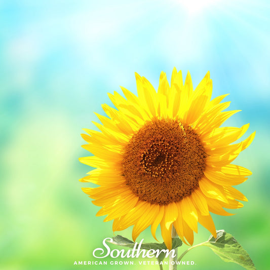 Sunspot Dwarf Sunflower seeds from Southern Seeds, small sunflower variety with bright yellow blooms, 25 seeds in package.