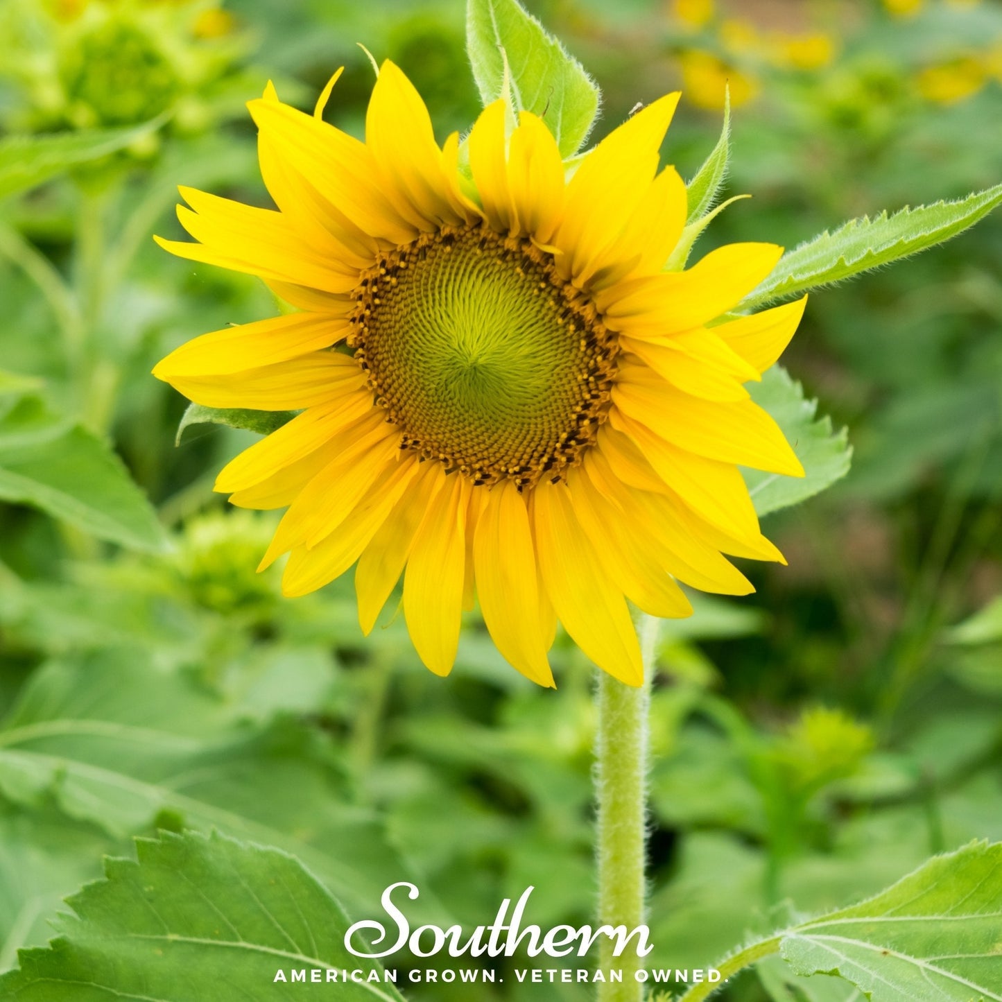 Dwarf Sunspot Sunflower seeds from Southern Seeds, small sunflower variety with bright yellow blooms, 25 seeds in package