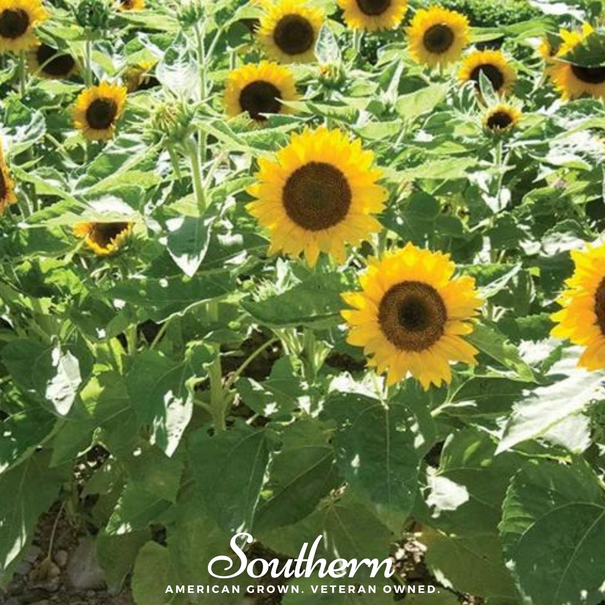 Dwarf Sunspot Sunflower seeds from Southern Seeds, showing small sunflower seed packets with vibrant yellow flowers.