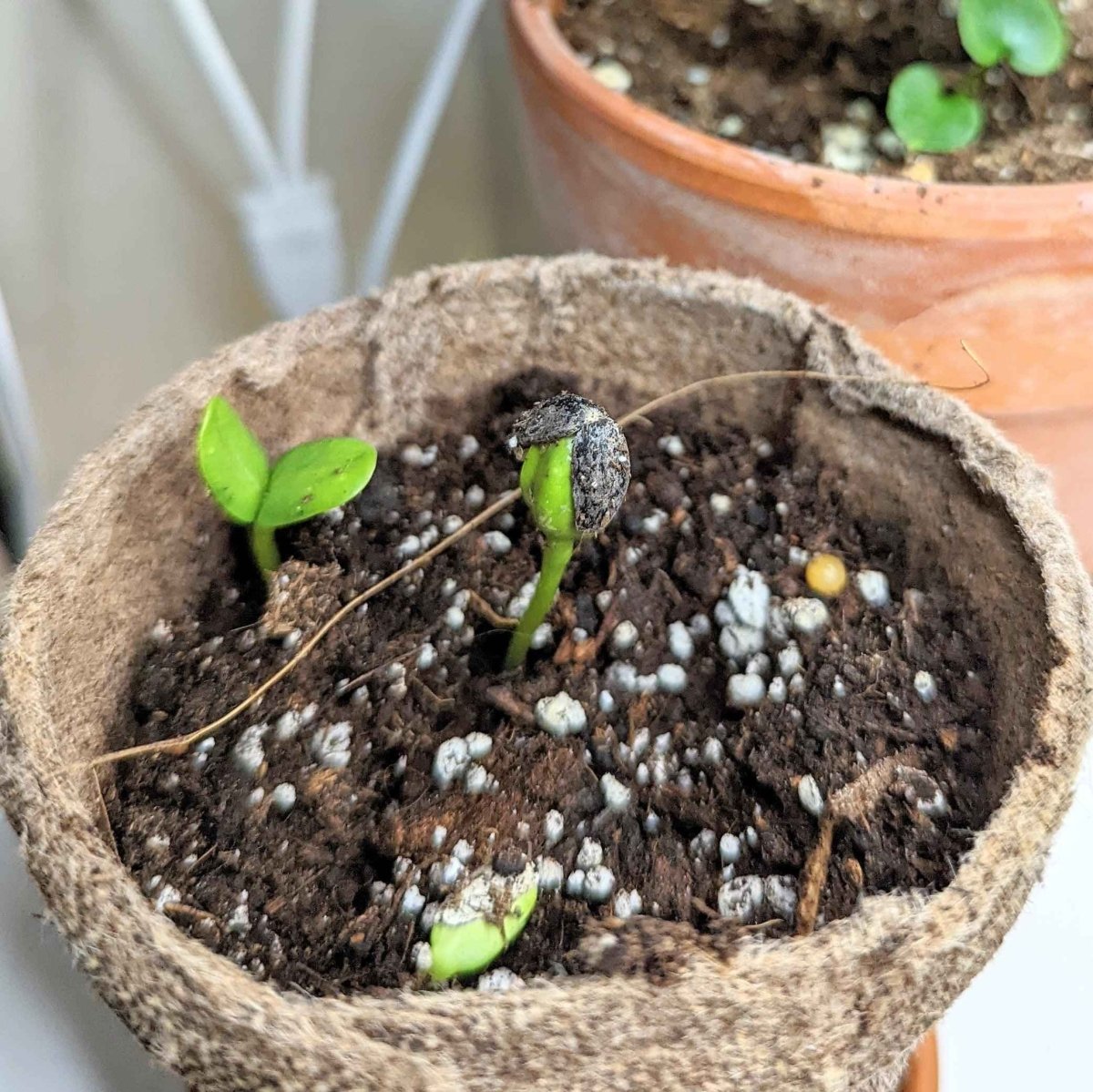 Sunspot sunflower seeds, flower seed variety by Plantflix, showing vibrant sunflower seeds in a clear container.