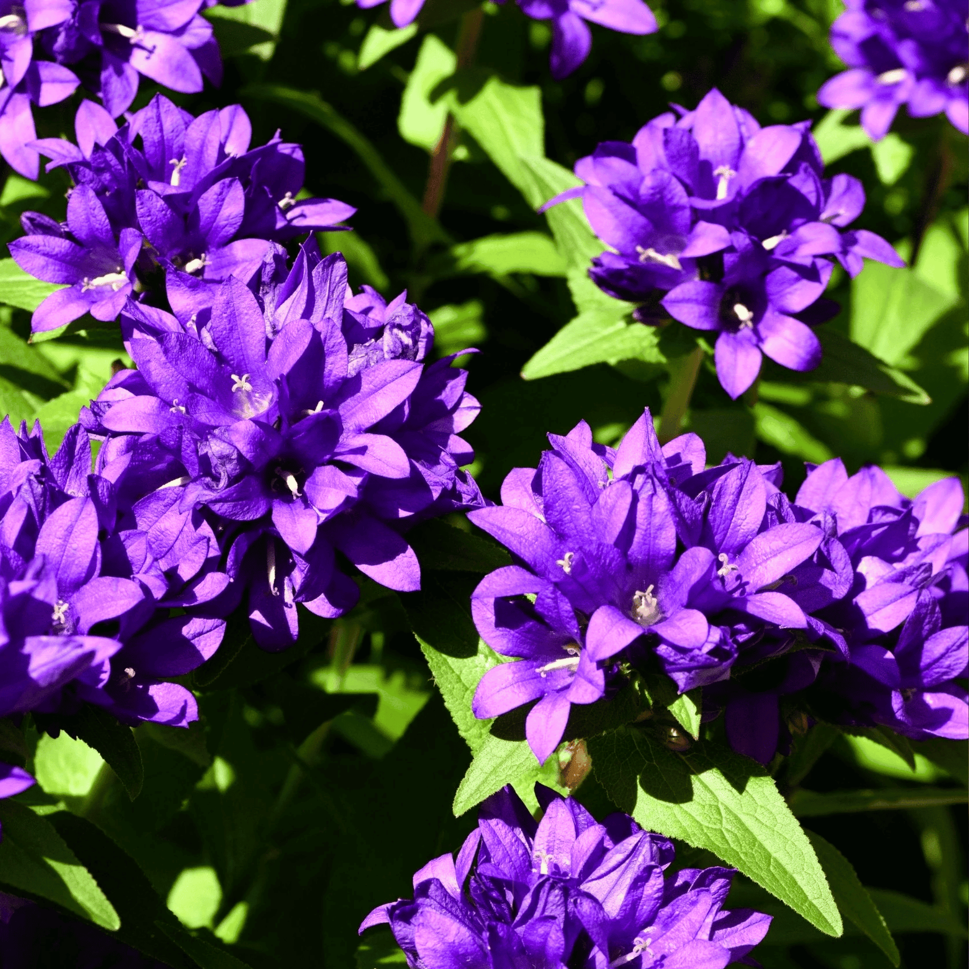 Packet of Superba Bellflower seeds from Southern Seeds, showcasing a colorful seed packet for planting and gardening.