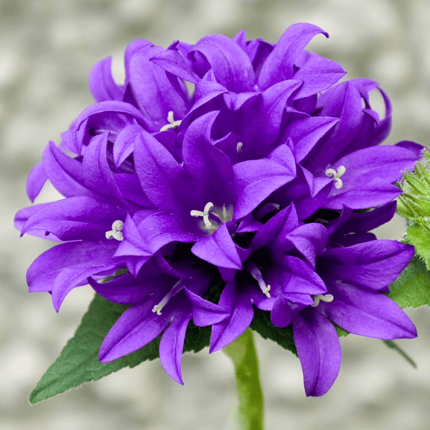 Packet of Southern Seeds Superba Bellflower 50 seeds, showing bright blue bell-shaped flowers on a sunny garden background.