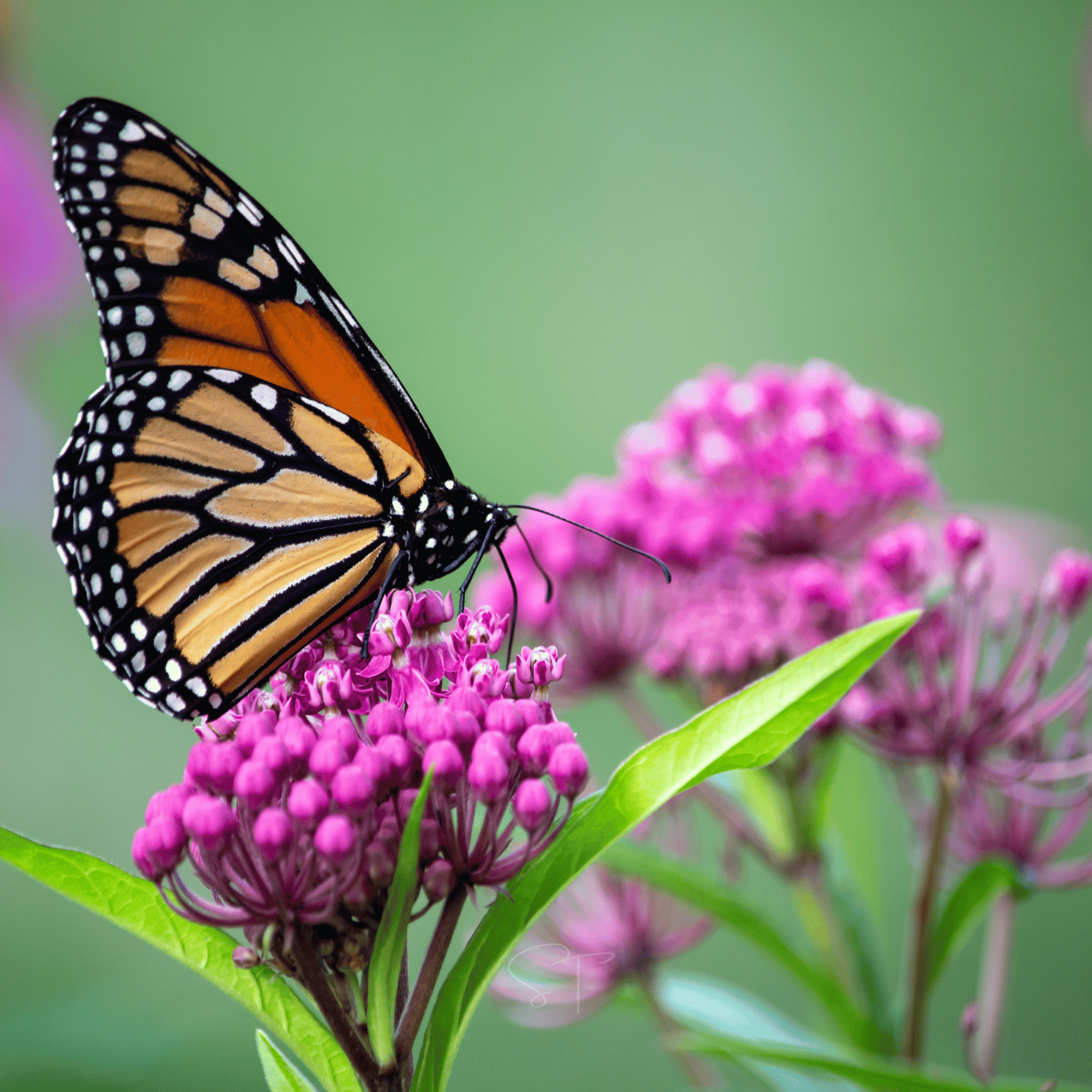Swamp Milkweed seeds packet from Southern Seeds, 50 seeds for planting native milkweed for butterflies and wetland gardens.