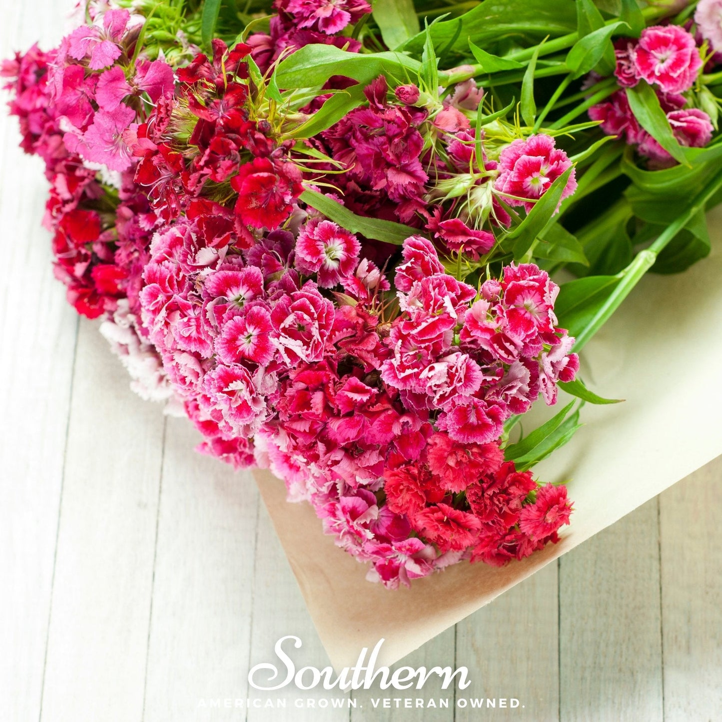Sweet William Dianthus Barbatus plant with vibrant red flowers, packed with 250 seeds from Southern Seeds.