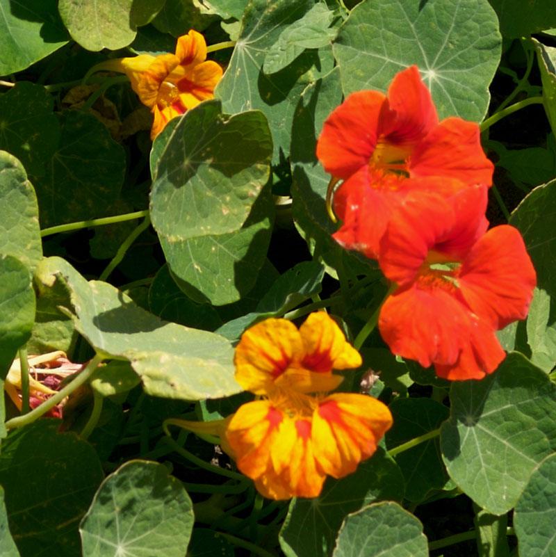Dwarf Jewel Mix Nasturtium flower seeds in a pack from Grow Organic, showing colorful seed packet with vibrant flower illustrations.