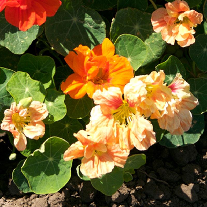 Dwarf Jewel Mix Nasturtium flower seeds from Grow Organic, showing colorful seeds ready for planting in a packet.