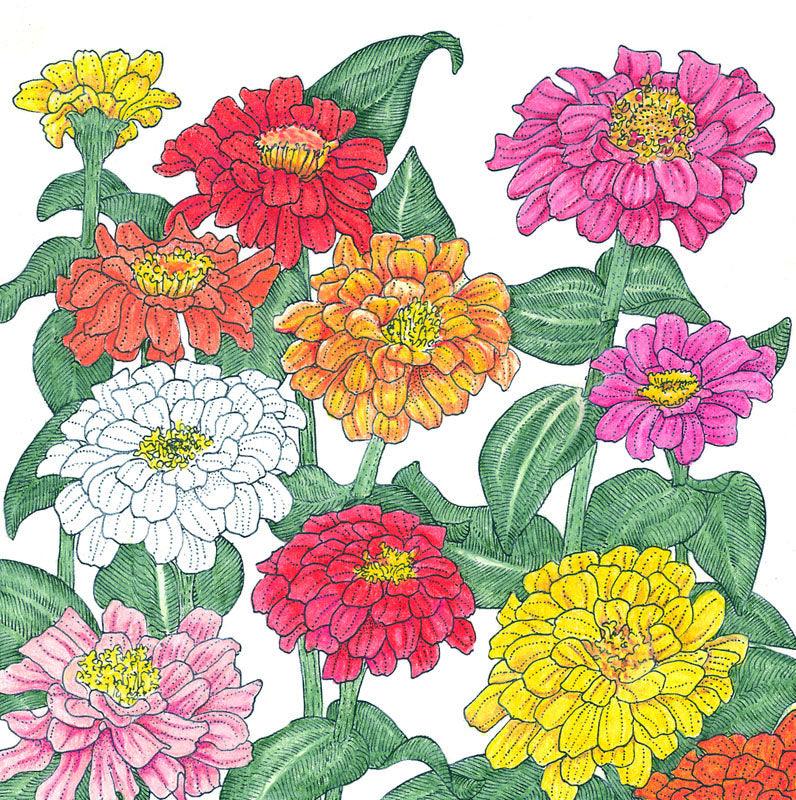Colorful Zinnia California Mix flower seeds from Grow Organic, showing vibrant blooms and seed packet design.