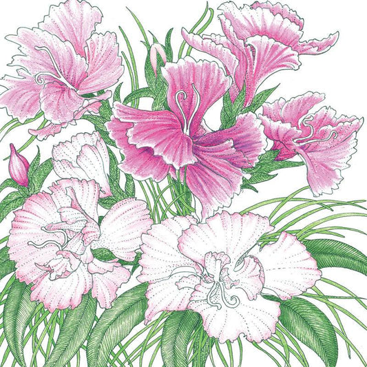 Sweet William flower seeds pack from Grow Organic, showing colorful seed packets with vibrant flower illustrations.