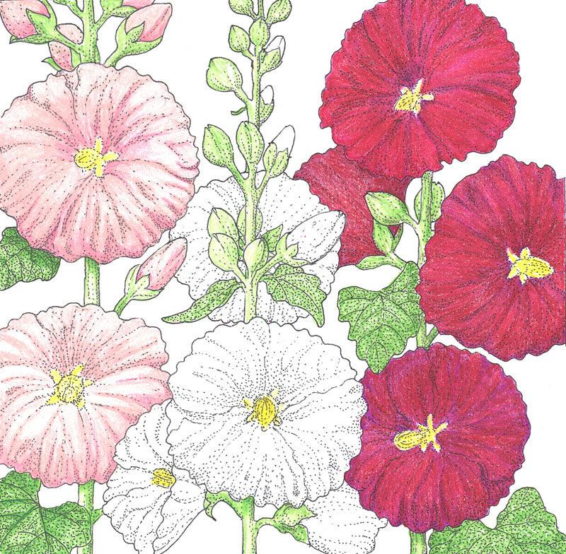 Pack of Grow Organic Hollyhock flower seeds showing vibrant seed packets with colorful floral illustrations.