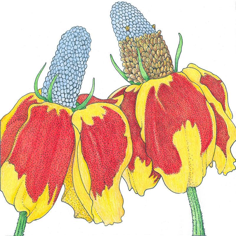 Pack of Grow Organic Mexican Flower Seeds featuring vibrant, colorful Mexican hat flowers on seed packaging.