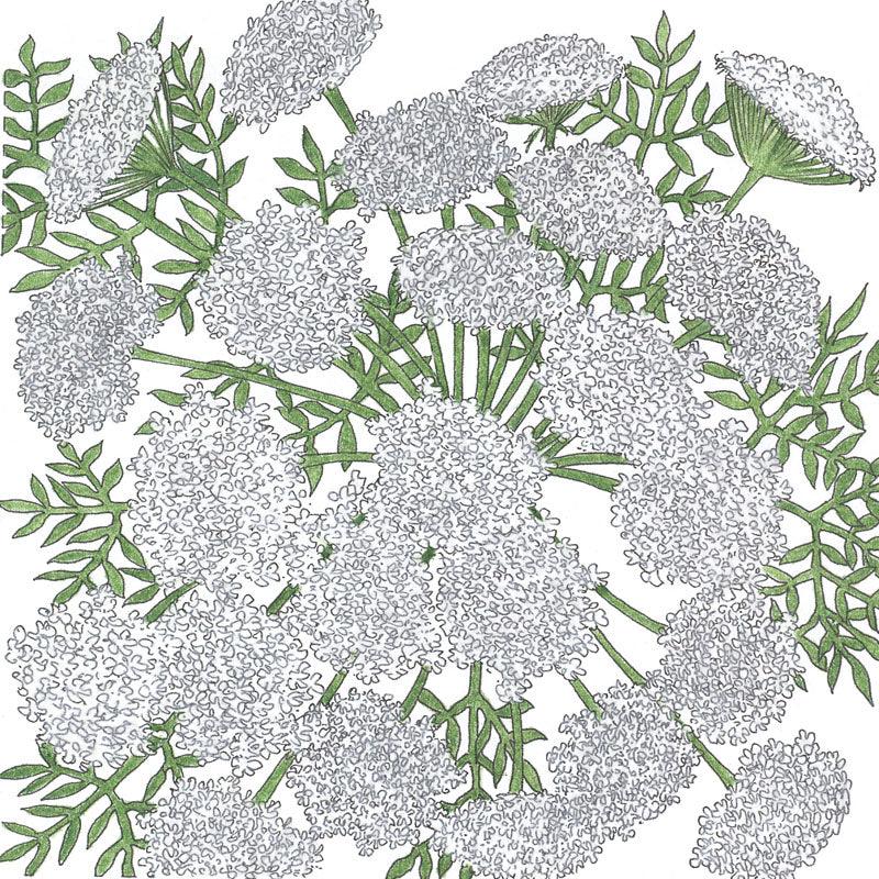 Pack of Grow Organic Queen Anne's Lace flower seeds showing vibrant seed packets with detailed floral illustrations.