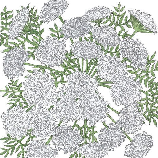 Pack of Grow Organic Queen Anne's Lace flower seeds showing vibrant seed packets with detailed floral illustrations.